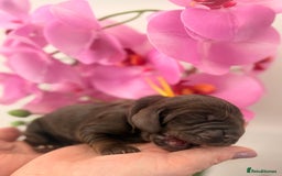 Cocker Spaniel dogs for sale: Stunning litter of show cocker spaniels  - Image 14