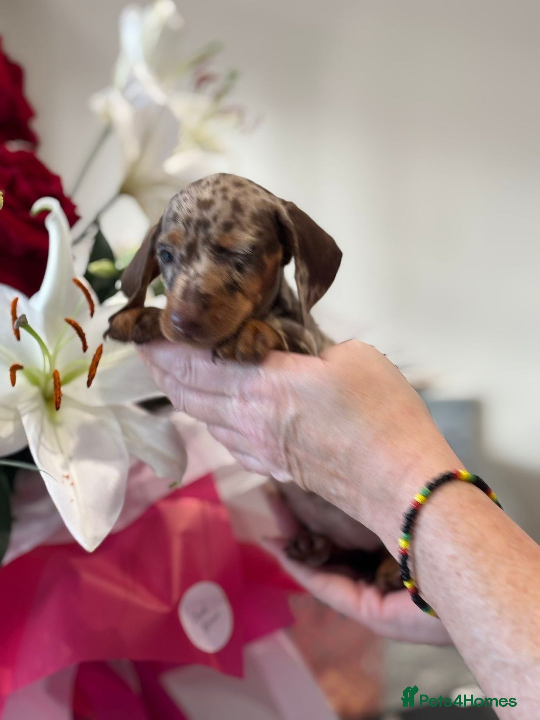Miniature Dachshund dogs for sale: True Miniature Dachshund puppies  - Image 7