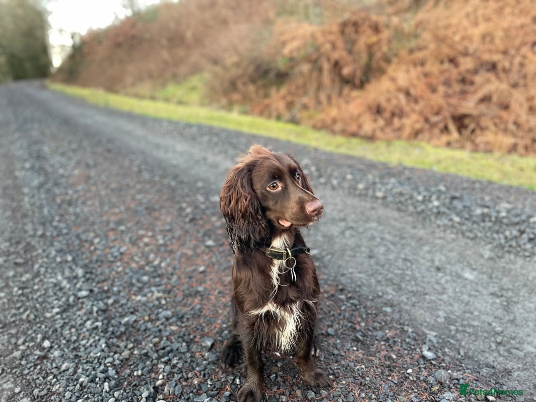 Cocker Spaniel dogs for stud: Chocolate working cocker  - Advert 2