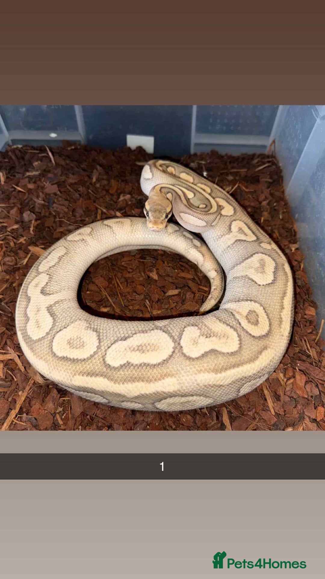 Python Snake reptiles Royal pythons  - Advert 1