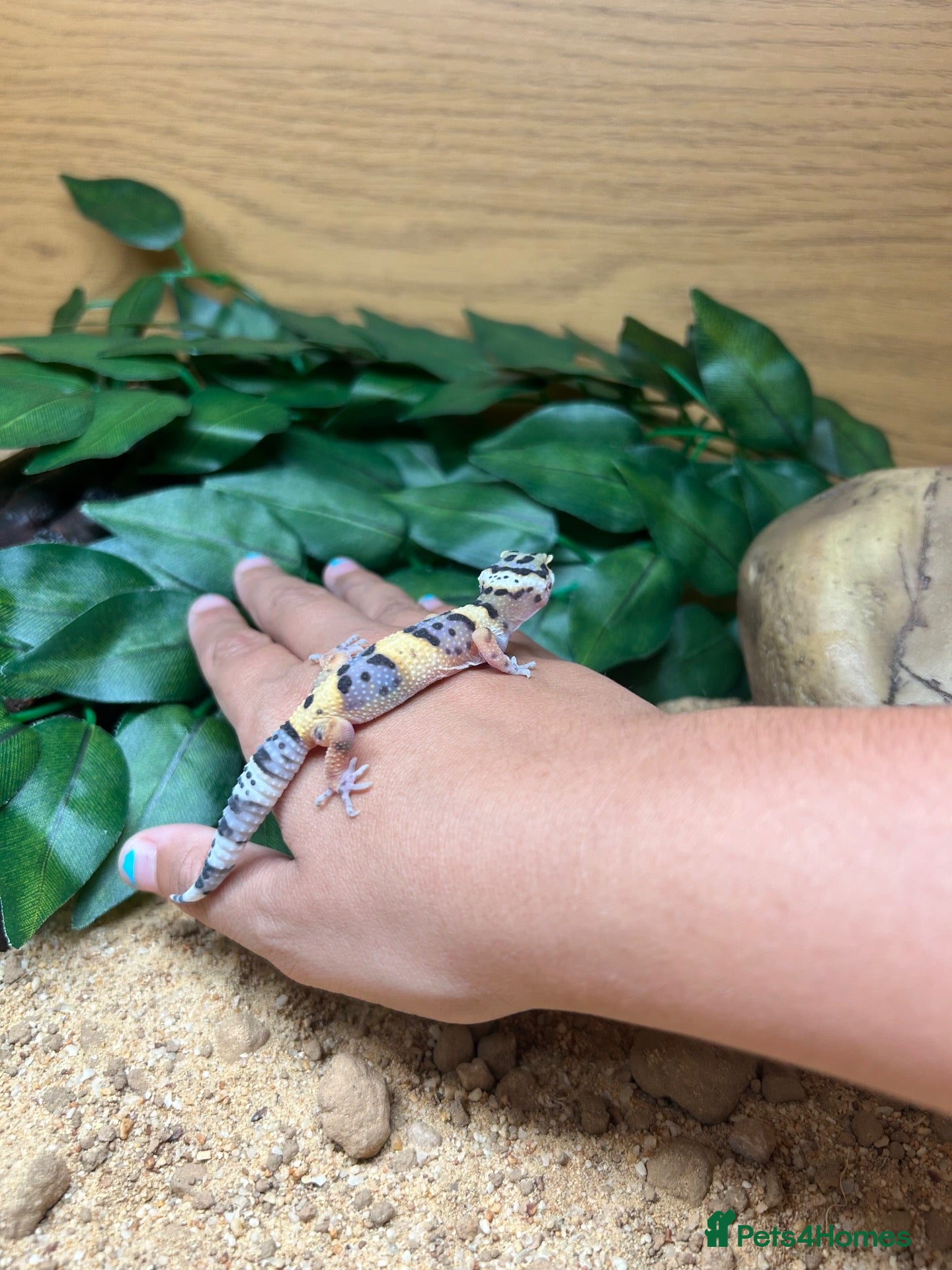 Leopard Gecko reptiles Baby leopard Gecko and set up  - Advert 1