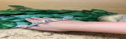 Leopard Gecko reptiles for sale: Baby leopard Gecko and set up  in Bristol - Advert 1