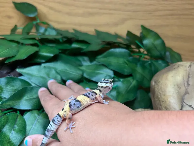 Leopard Gecko reptiles Baby leopard Gecko and set up - Advert 1