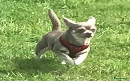 Chihuahua dogs for sale: Lilac female chihuahua - Image 2