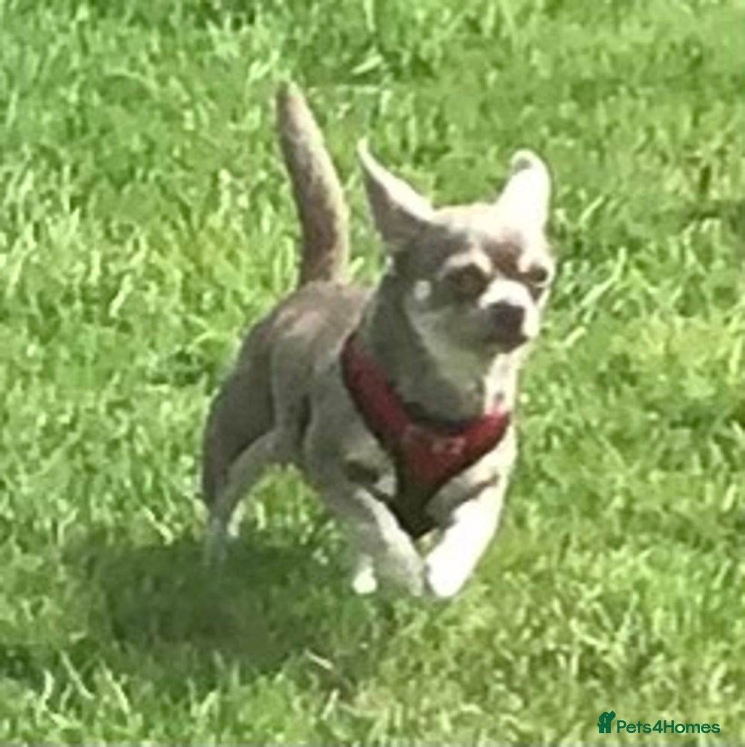 Chihuahua dogs for sale: Lilac female chihuahua - Image 2