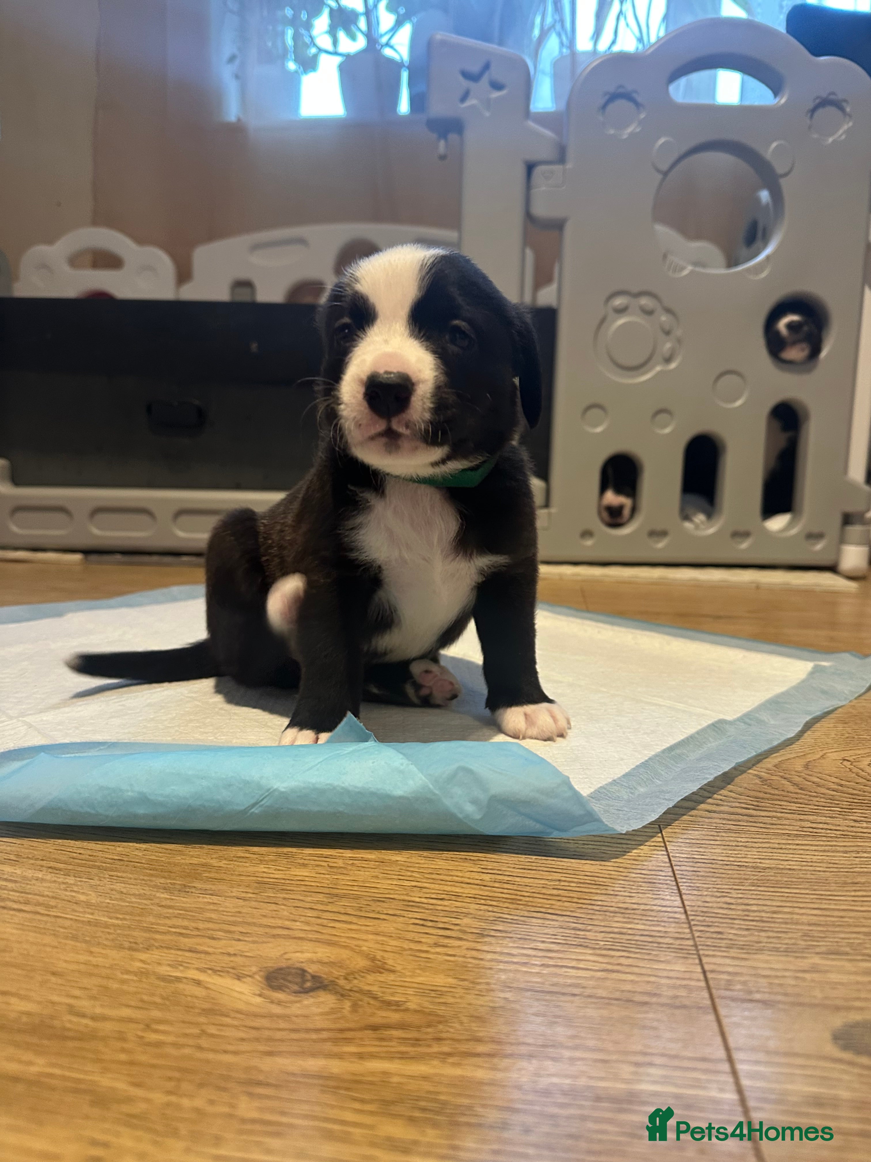 Mixed Breed dogs Lab- Cane Corso Puppies Looking for Loving Homes - Advert 1