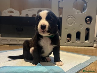 Mixed Breed dogs Lab- Cane Corso Puppies Looking for Loving Homes - Advert 1