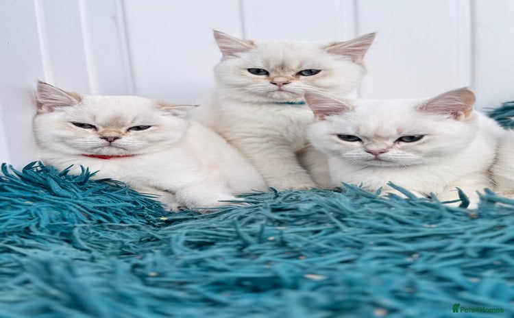 British Shorthair cats - Advert 10
