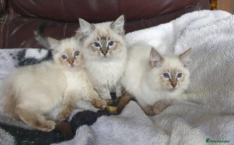 Ragdoll cats - Advert 11