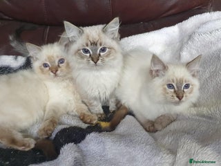 Ragdoll cats - Advert 1