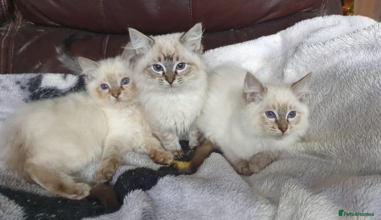 Ragdoll cats - Advert 6