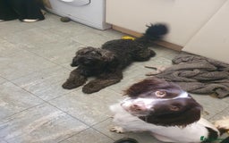 Mixed Breed dogs for sale: Sprockerpoo - Image 2