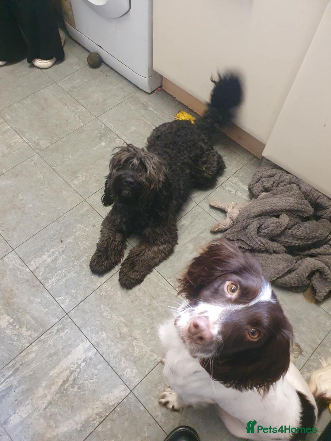 Mixed Breed dogs for sale: Sprockerpoo - Image 2