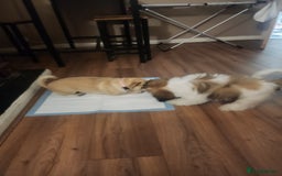 Shih Tzu dogs for sale: Shitzu for sale.3 months old. - Image 12
