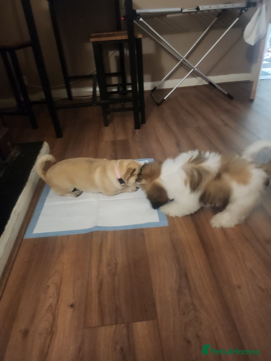 Shih Tzu dogs for sale: Shitzu for sale.3 months old. - Image 12