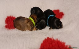 Chorkie dogs for sale: Outstanding Chihuahua x Yorkshire Terrier puppies  - Advert 6