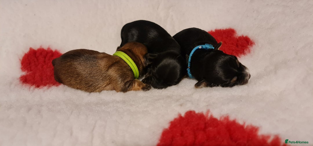 Chorkie dogs for sale: Outstanding Chihuahua x Yorkshire Terrier puppies  - Advert 6