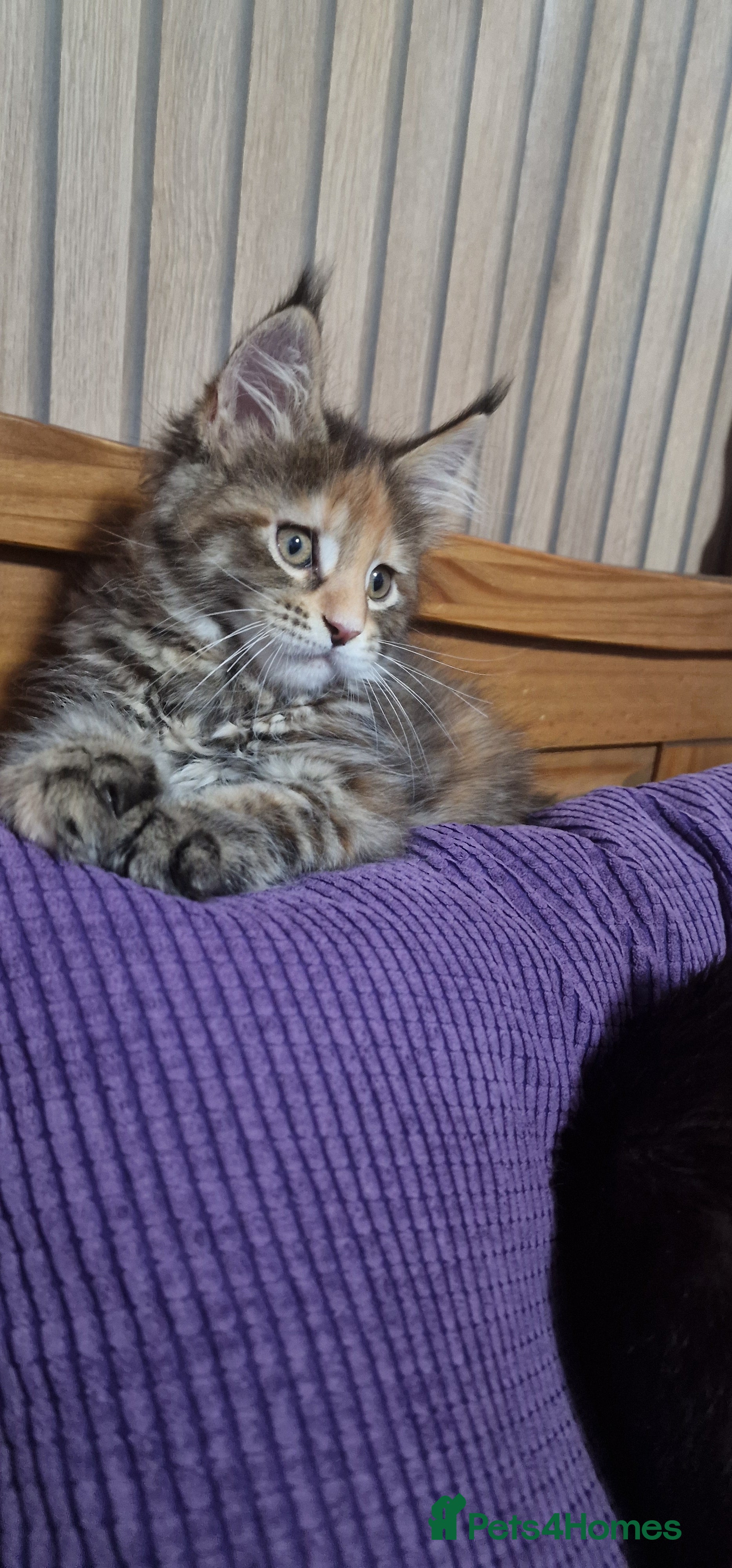 Maine Coon cats Adorable Maine Coon Girl Ready for Home - Advert 15