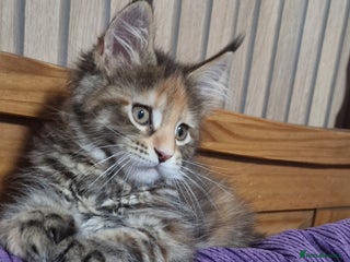 Maine Coon cats Adorable Maine Coon Girl Ready for Home - Advert 3