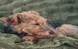 Welsh Terrier dogs for adoption: Sweet Evie looking for LOVE - Image 8