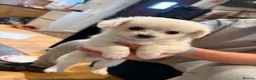 Bichon Frise dogs for sale: Bichon Frise - Advert 9