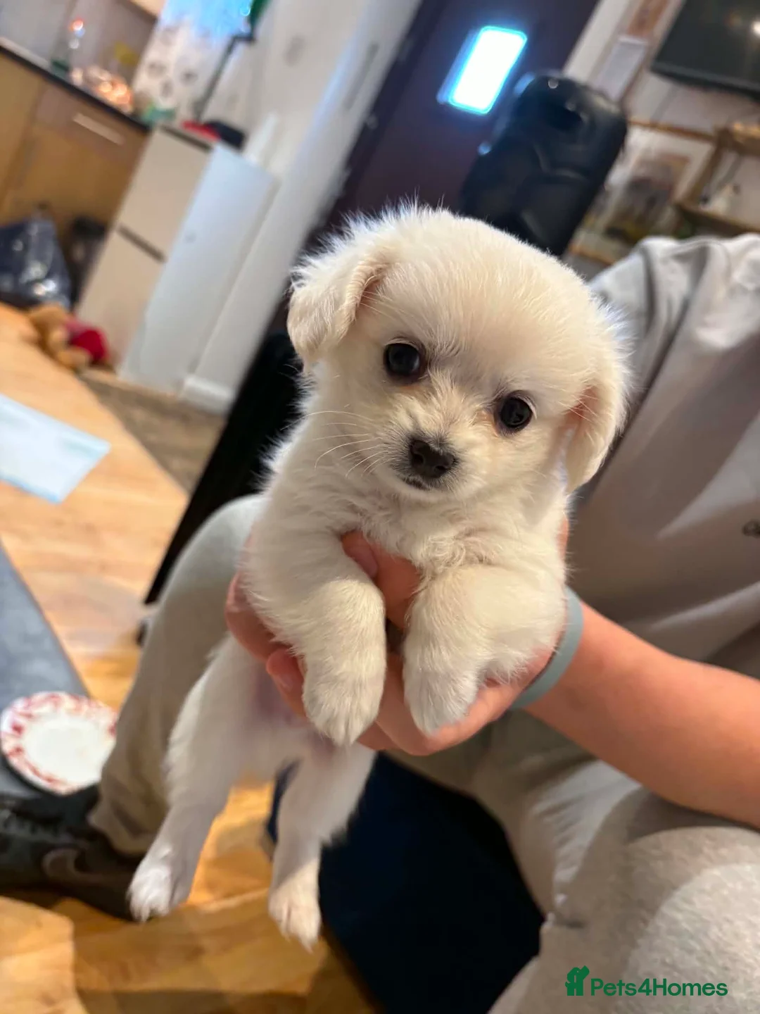 Bichon Frise dogs for sale: Bichon Frise - Advert 9