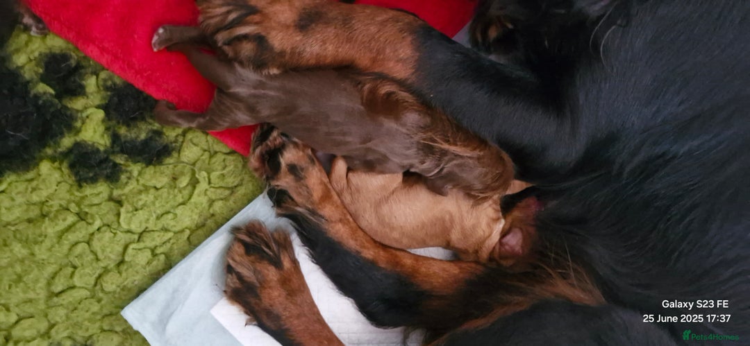 Cocker Spaniel dogs for sale: Cocker Spaniel puppies - Image 14