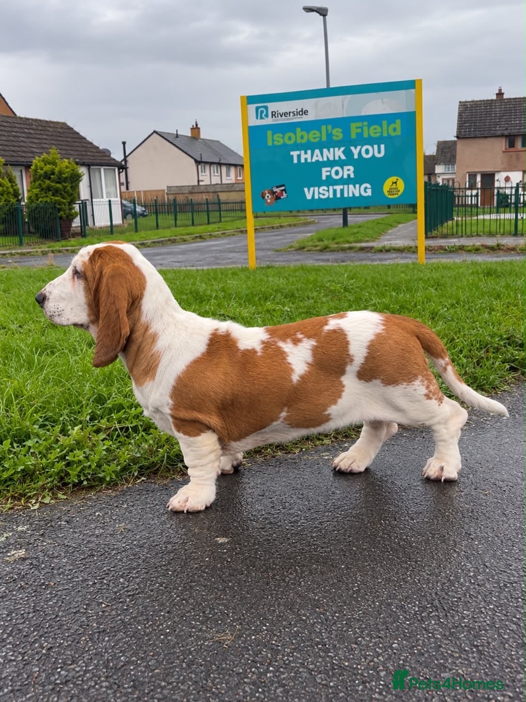 Basset Hound dogs 4 month old basset hound puppy - Advert 4