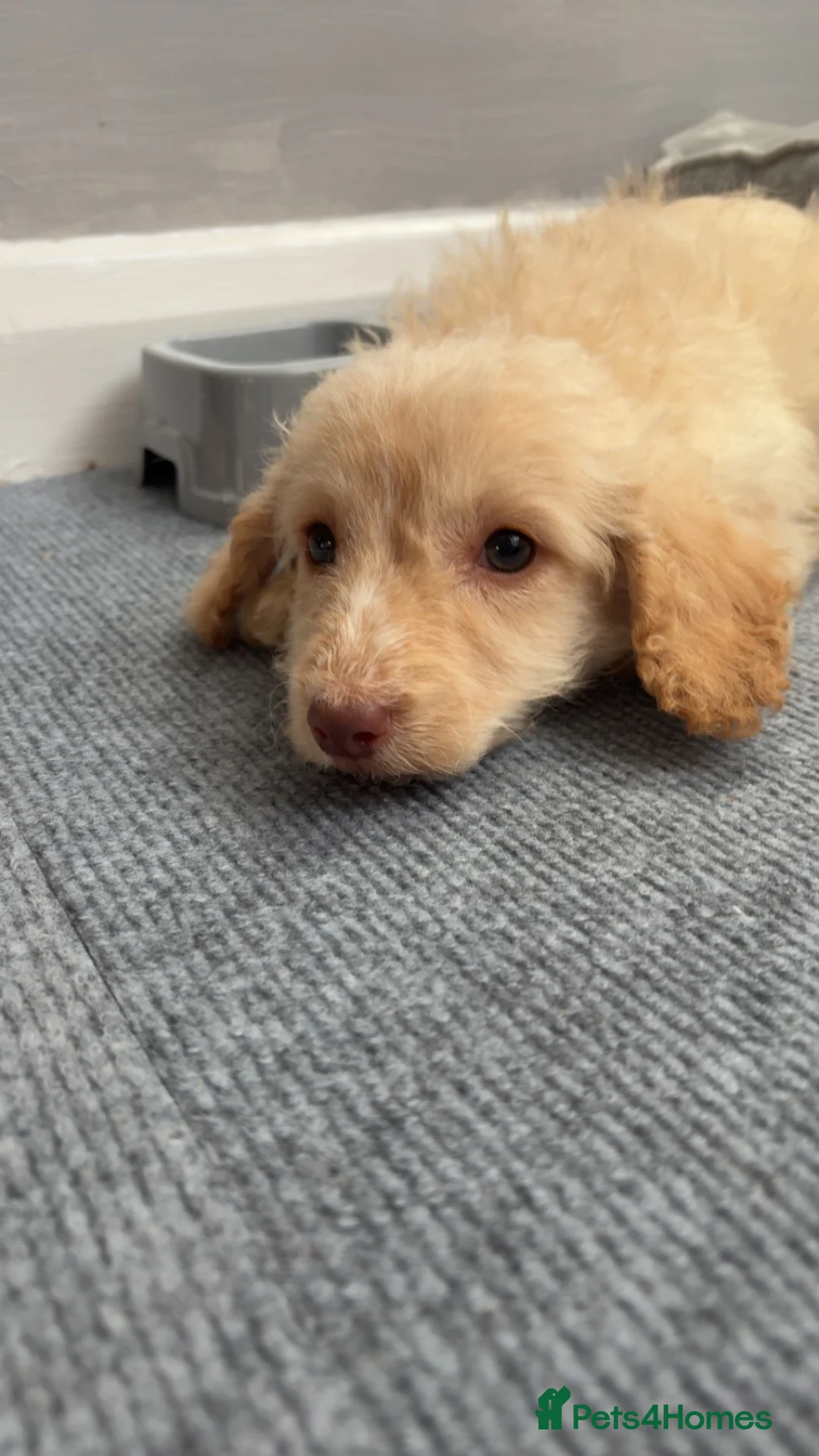 Cockapoo dogs for sale: Mylo  - Advert 4