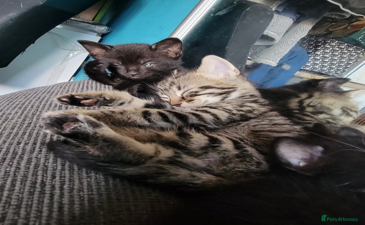 Mixed Breed cats for sale - Advert 1