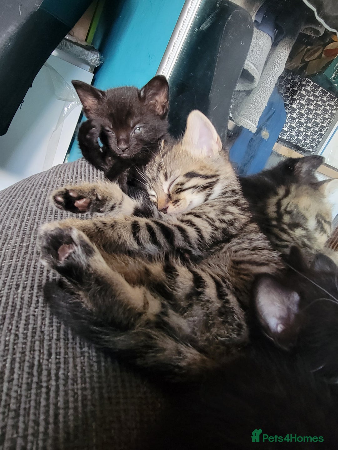 Mixed Breed cats for sale: 5 Beautiful kitten for sale - Image 1