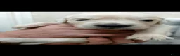 Golden Retriever dogs for sale: Golden Retriever pups looking for forever homes  - Advert 3