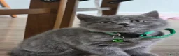 British Shorthair cats for sale: Beautiful British Shorthair Kittens  - Advert 4