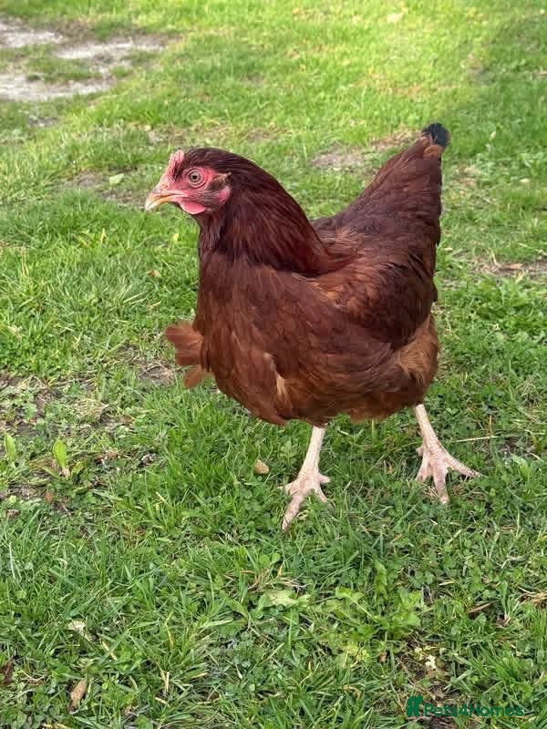 Chickens poultry for sale: Point of lay hens - Advert 5