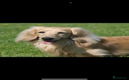 Miniature Dachshund dogs for sale: Beautiful Cream long haired Dachshunds  - Image 10