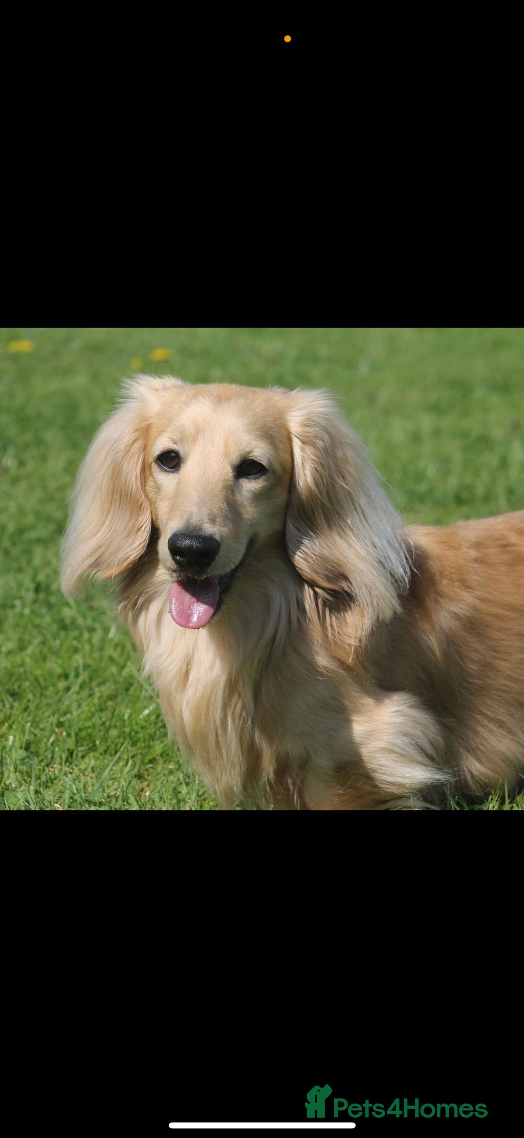 Miniature Dachshund dogs for sale: Beautiful Cream long haired Dachshunds  - Image 10