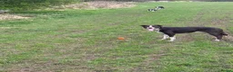 Border Collie dogs for sale: 6 Stunning Border Collie Pups - Advert 3