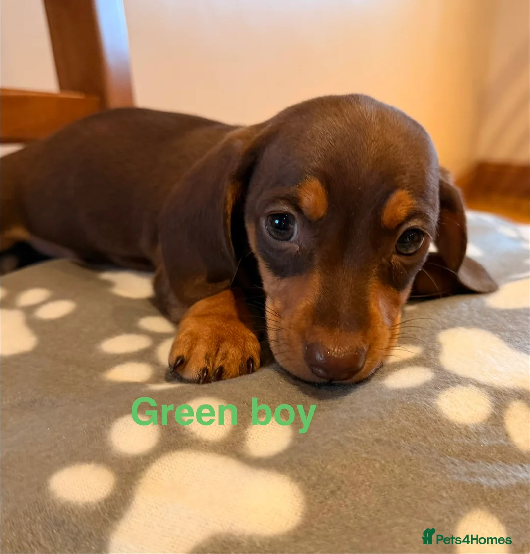 Miniature Dachshund dogs for sale: 5 miniature dachshund puppies  - Advert 9