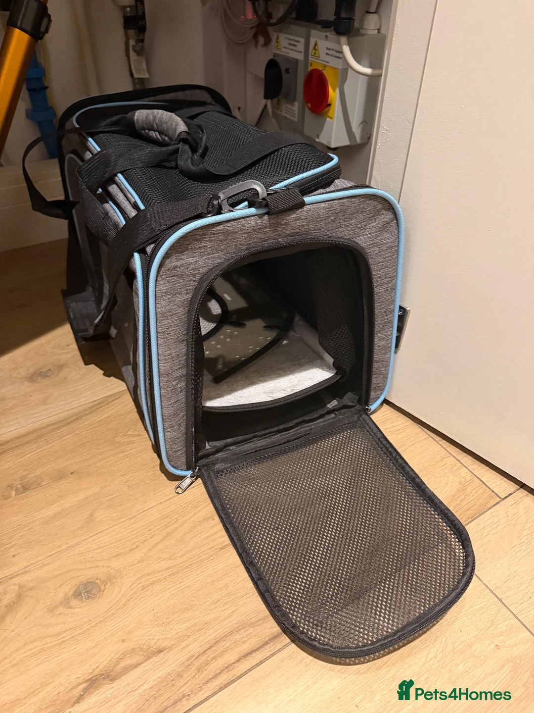 British Shorthair cats for sale: British Shorthair, 2.5 Years Old – £400 in Uxbridge - Advert 8