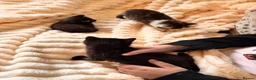 Mixed Breed cats for sale: Beautiful Kittens  in Dartmouth - Advert 3