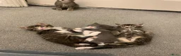 Mixed Breed cats for sale: Beautiful kittens looking for loving home. - Advert 17