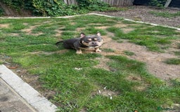 American Bully dogs for sale: POCKET BULLY!! MCLOVIN x COWBOY  - Image 3