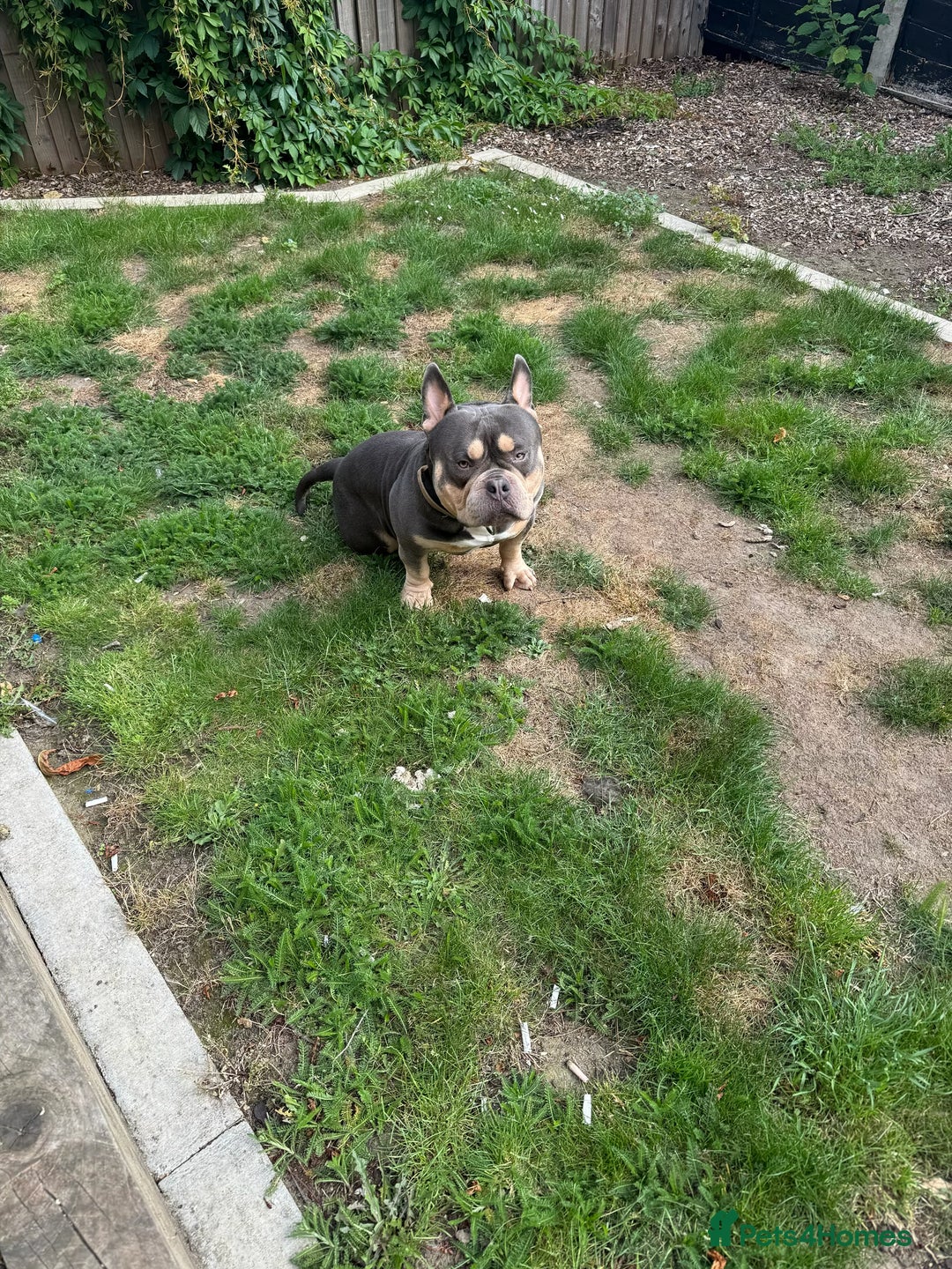 American Bully dogs for sale: POCKET BULLY!! MCLOVIN x COWBOY  - Image 3