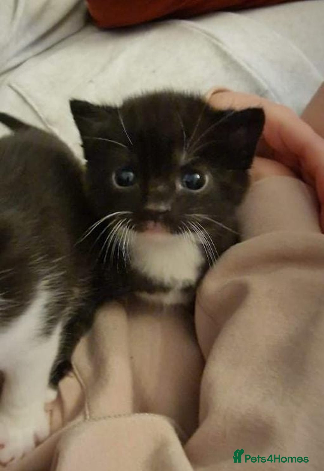 Mixed Breed cats for sale: 4 GORGEOUS BLACK AND WHITE KITTENS - Image 9