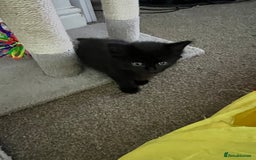 Mixed Breed cats for sale: Kittens - Image 6