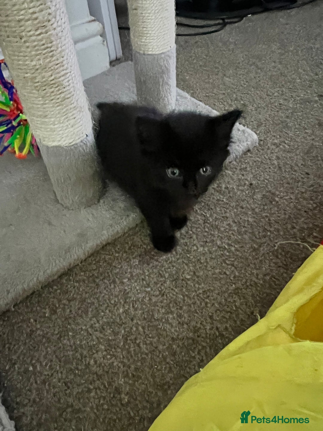 Mixed Breed cats for sale: Kittens - Image 6