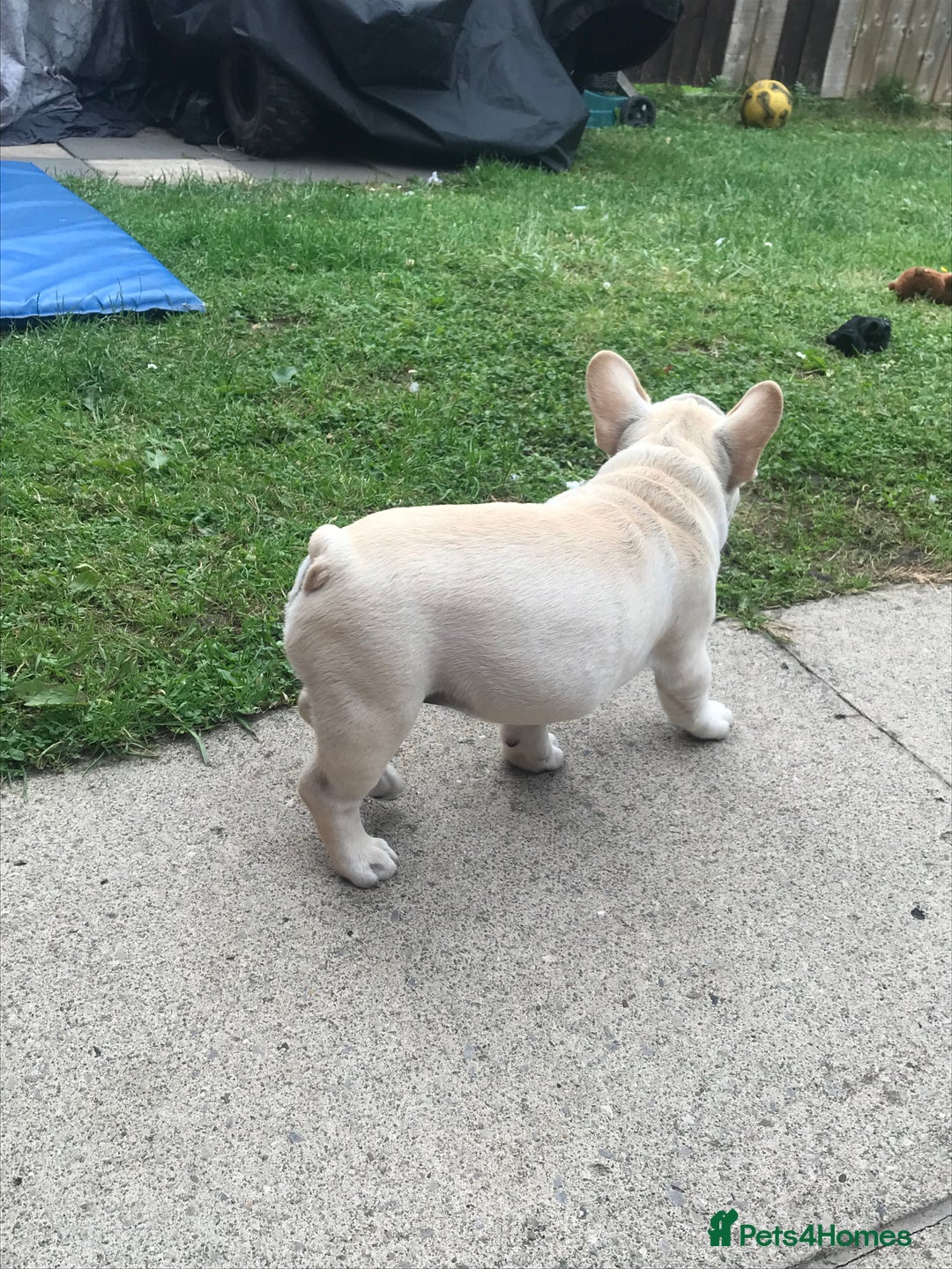 French Bulldog dogs for sale:  Price drop ⭐️French bulldogs from £1350  to £1500 in Liverpool - Image 8