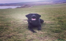 Labrador Retriever dogs for sale: 7yo Male Labrador KC Registered - Image 3