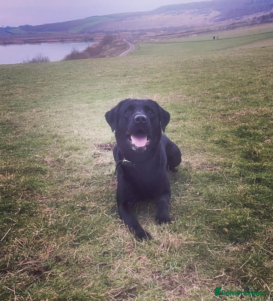 Labrador Retriever dogs for sale: 7yo Male Labrador KC Registered - Image 3