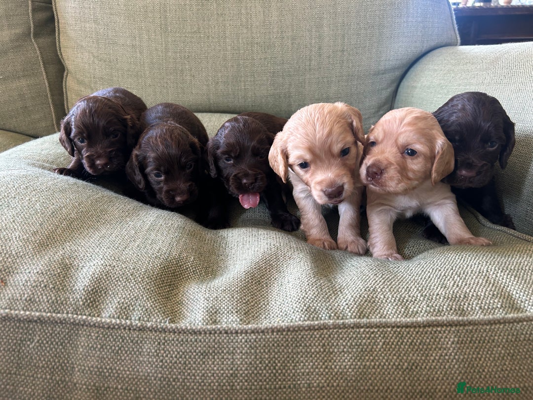 Cocker Spaniel dogs for sale: Working Cocker Spaniels in Dorchester - Image 1